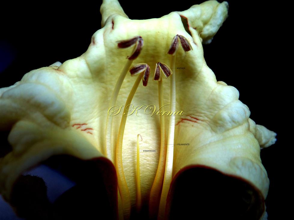  Stamens